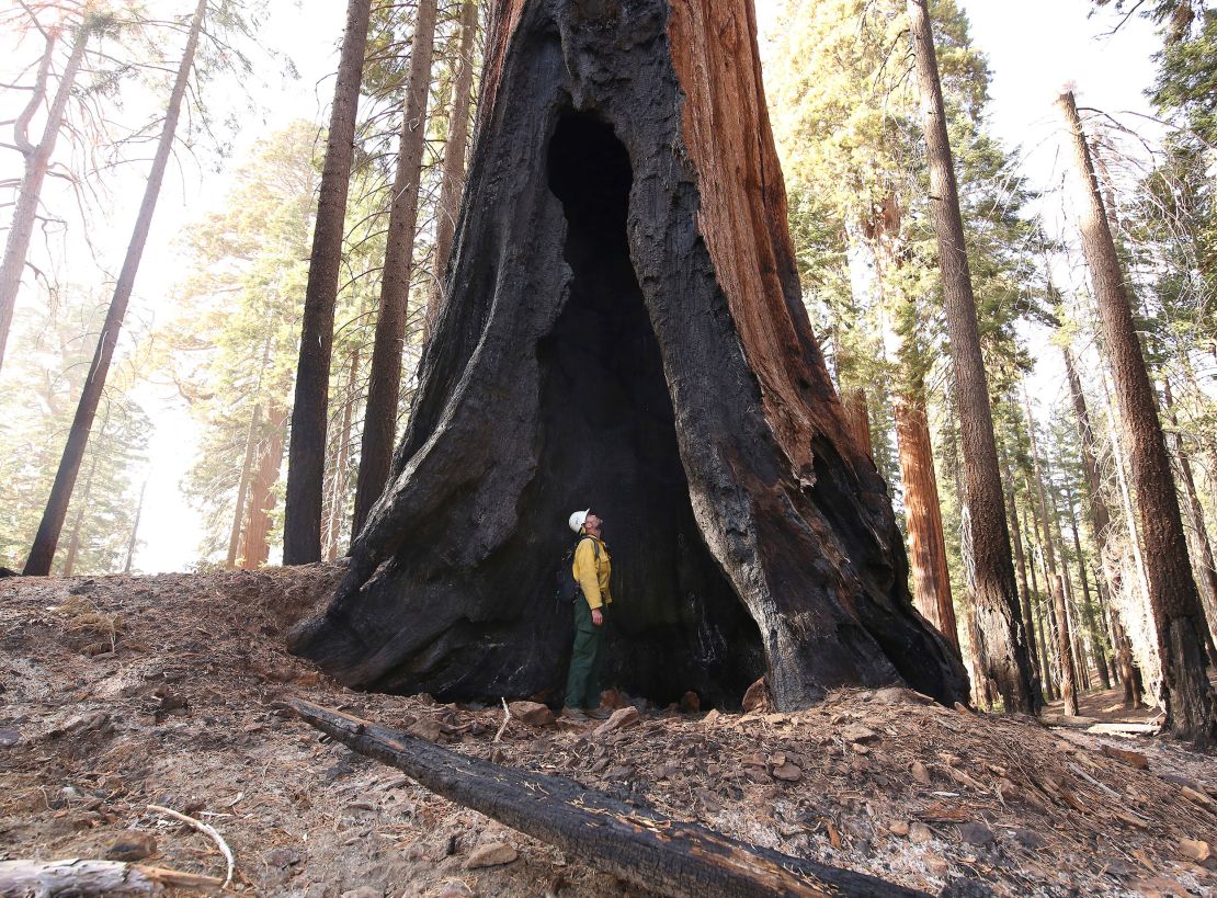 Assistant Fire Manager Leif Mathiesen, of the Sequoia & Kings Canyon Nation Park Fire Service, looks for an opening in the burned-out sequoias in Redwood Mountain Grove.