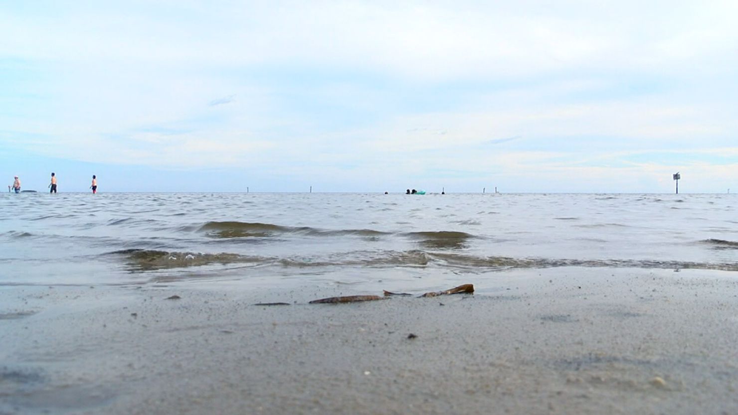 Though the type of shark has not been determined, the Taylor County Sheriff's Office said it was about 9 feet long.