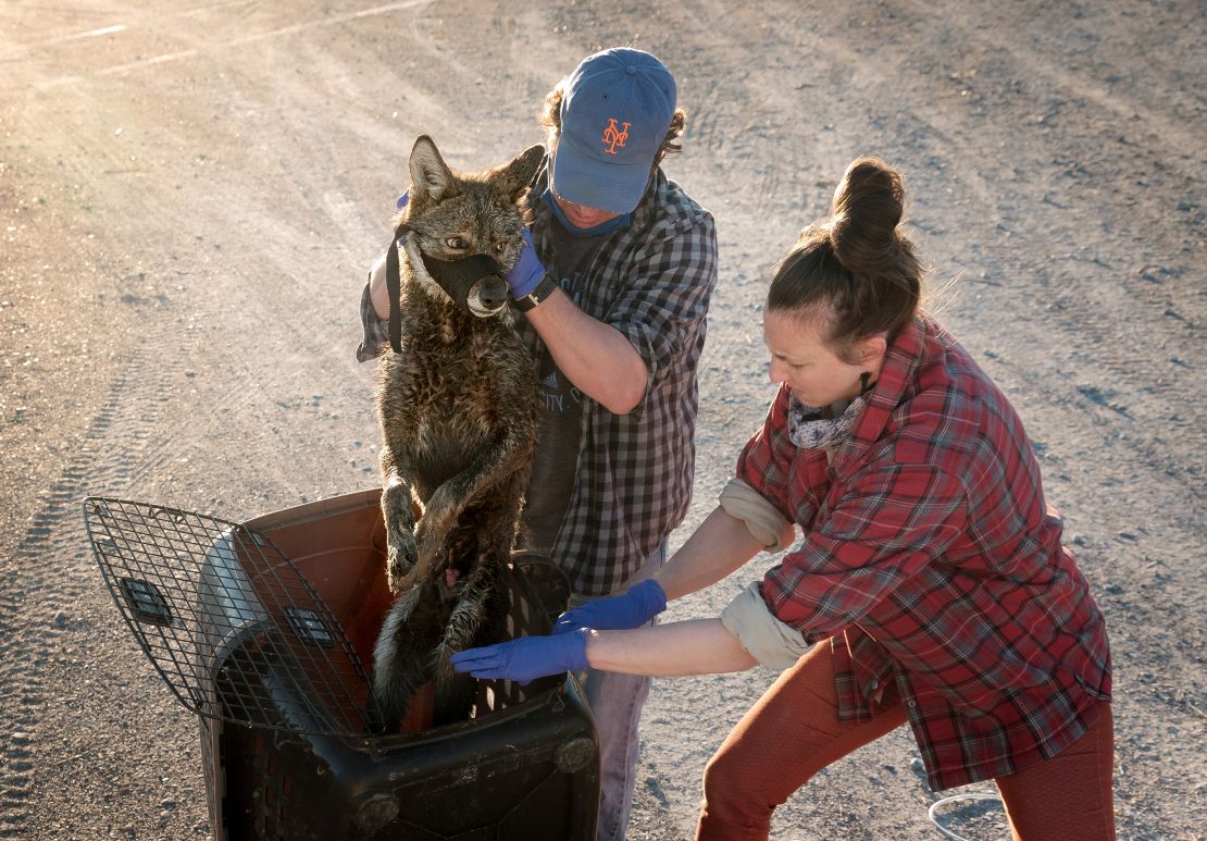 Dr. Joey Hinton and Dr. Kristin Brzeski prepare to collar and process a Louisiana coastal coyote for their study that is explores the red wolf ancestry found in this special group of canids.