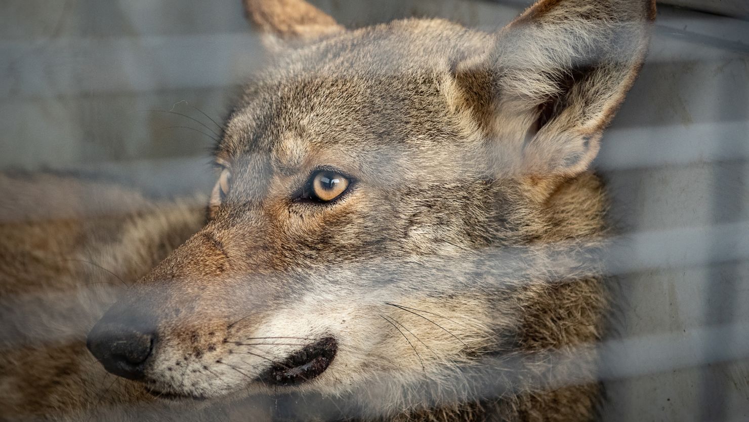 A recently captured marsh coyote waits to be processed and collared for a study exploring red wolf ancestry in the southwestern coastal Louisiana coyote population.