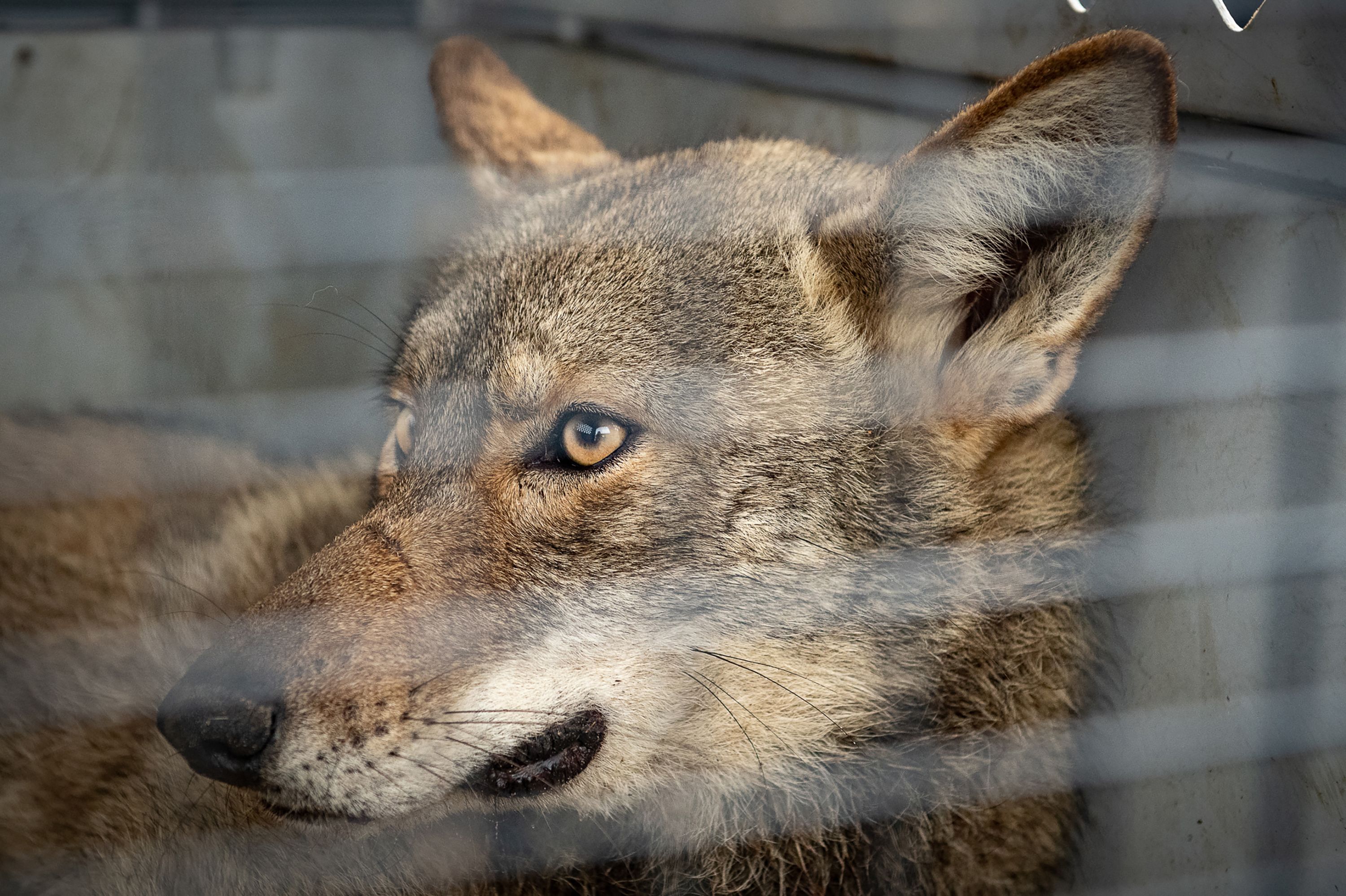 Red Wolf Vs Grey Wolf | atelier-yuwa.ciao.jp