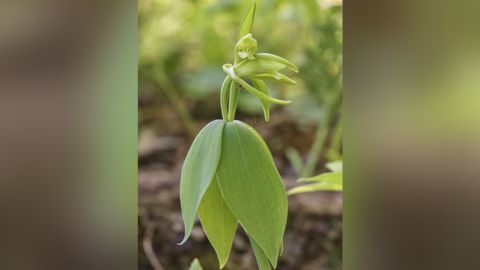 A rare orchid thought to be extinct in Vermont was rediscovered after 120 years 220702095057-extinct-orchid-vermont
