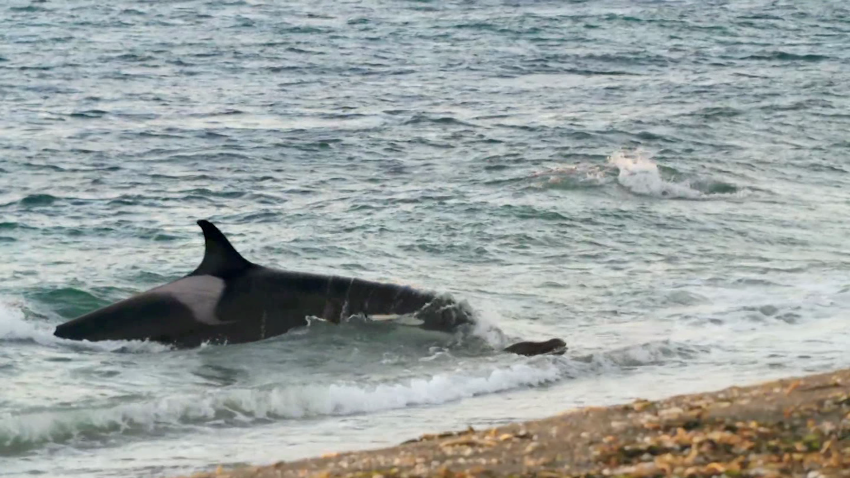 orcas hunt patagonia desert coast origseriesfilms_00024327.png