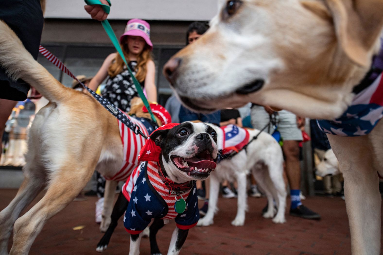 Dogs dressed in patriotic costumes sniff each other as they wait for their turn to walk in the Patriotic Pooch Parade in Boston on Sunday.
