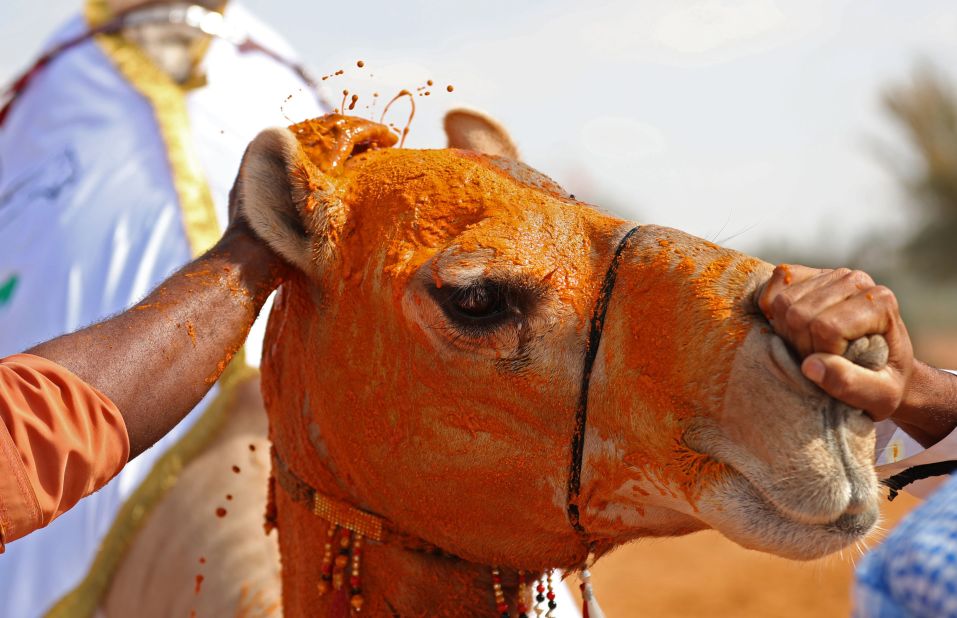 Camel beauty pageants draw big crowds, and offer prizes for the prettiest animals. Pictured: An award-winning "beauty queen" camel has its face daubed with saffron.