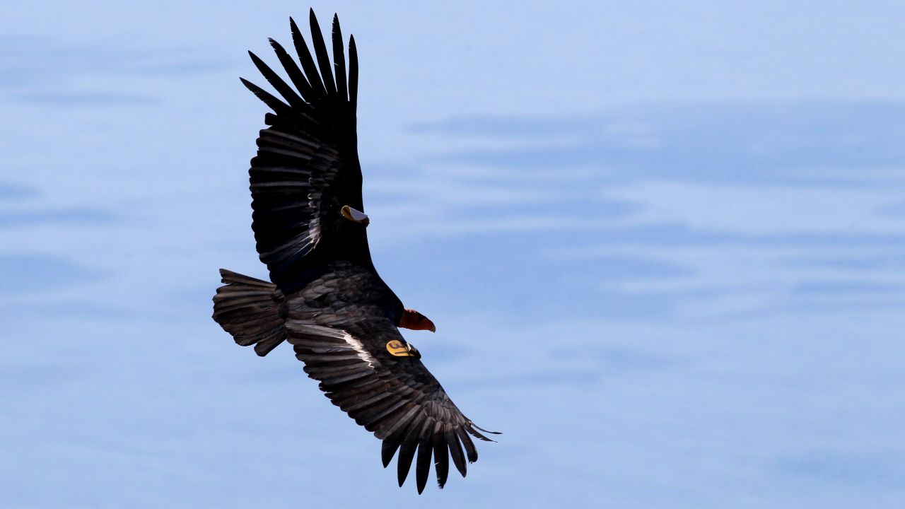 California was part of the coalition that sued for the Endangered Species Act to be restored. The California condor, seen here, is critically endangered.