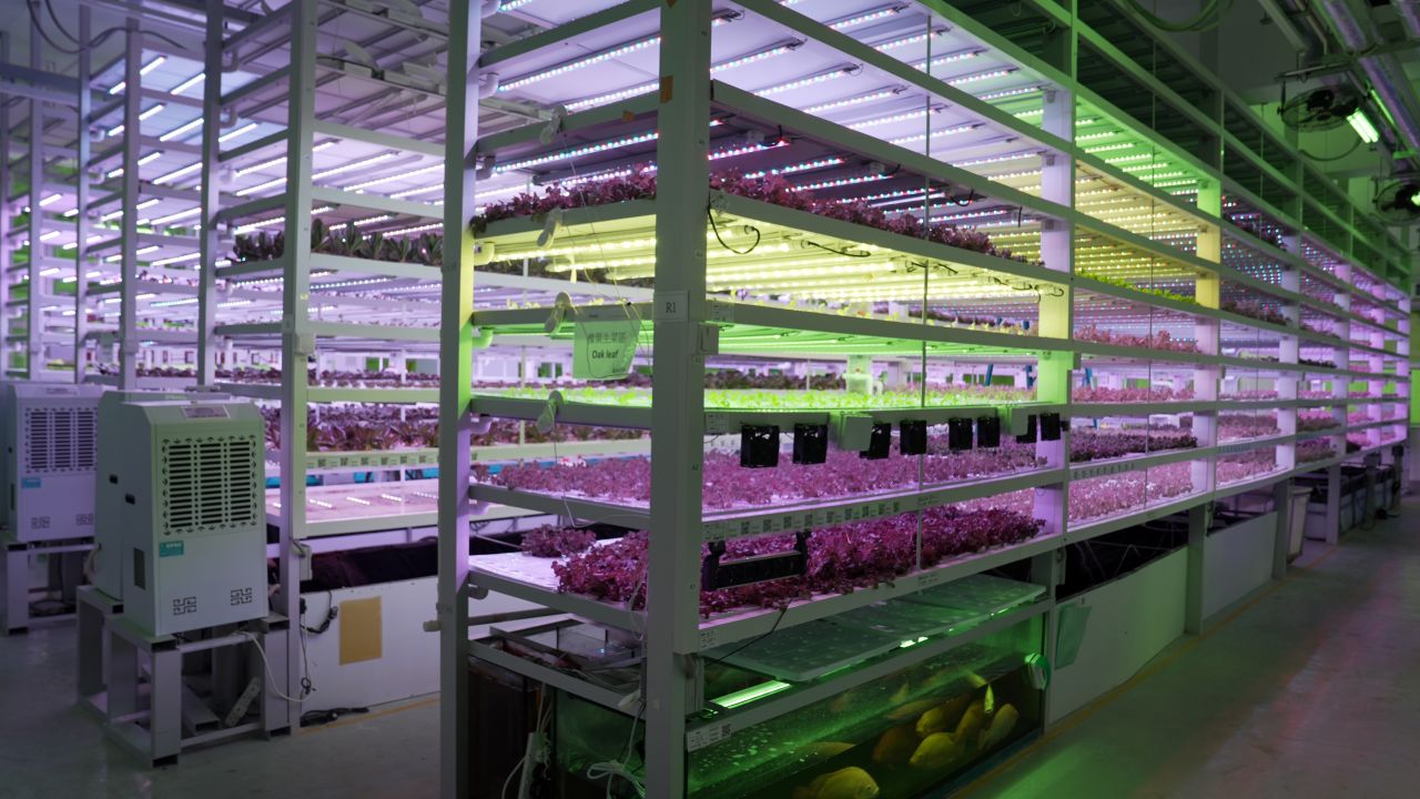 Farm66's indoor vertical farm uses an aquaponics system, where fish waste is used to fertilize the plants, and the plants filter the water for the fish tanks at the base of the tower. 