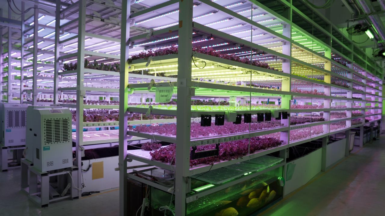 Farm66's indoor vertical farm uses an aquaponics system, where fish waste is used to fertilize the plants, and the plants filter the water for the fish tanks at the base of the tower.