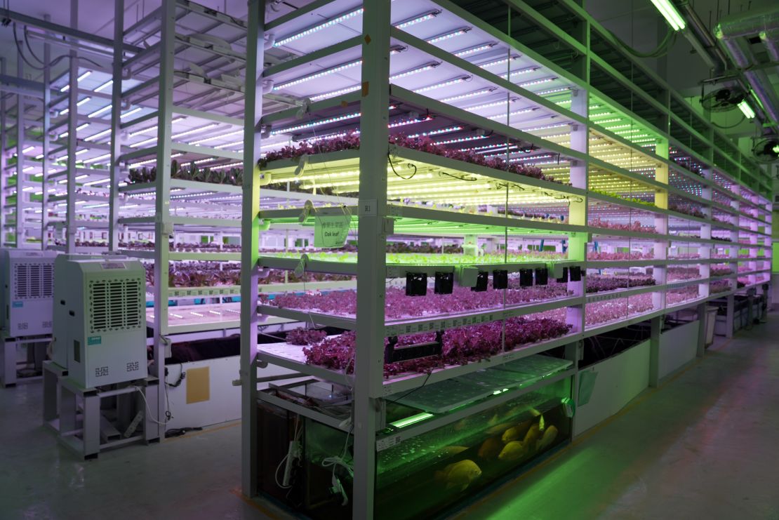 Farm66's indoor vertical farm uses an aquaponics system, where fish waste is used to fertilize the plants, and the plants filter the water for the fish tanks at the base of the tower. 
