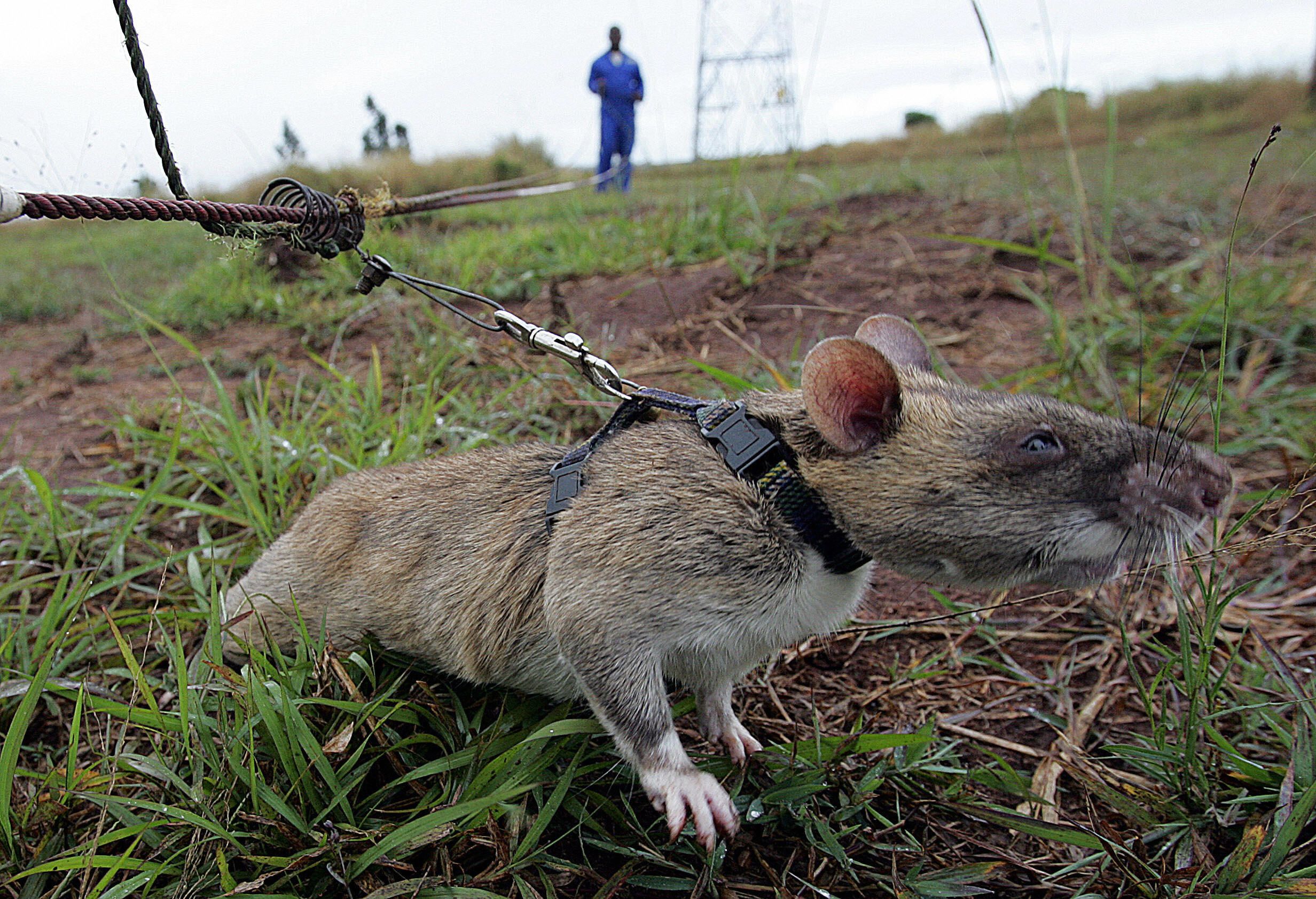 In neighboring Mozambique, African rats have helped sniff out land mines since the end of the country's brutal civil war. Trained by a <a href="index.php?page=&url=http%3A%2F%2Fedition.cnn.com%2F2010%2FWORLD%2Fafrica%2F09%2F07%2Fherorats.detect.landmines%2Findex.html" target="_blank">Belgian de-mining research team</a>, the animals have a keen sense of smell and acquire their skills easily.