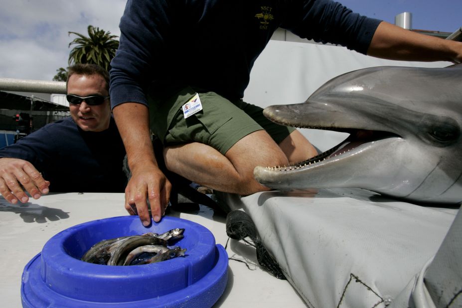 When it comes to a threat of underwater mines, the US Navy turns to its <a href="http://edition.cnn.com/2011/US/07/31/marine.mammals.program/index.html" target="_blank">Marine Mammal Program</a>, which trains sea lions and dolphins, like the one pictured here in San Diego, California. The animals helped military operations in the Persian Gulf, aiding with swimmer defense and detecting possible ordnance in the water.