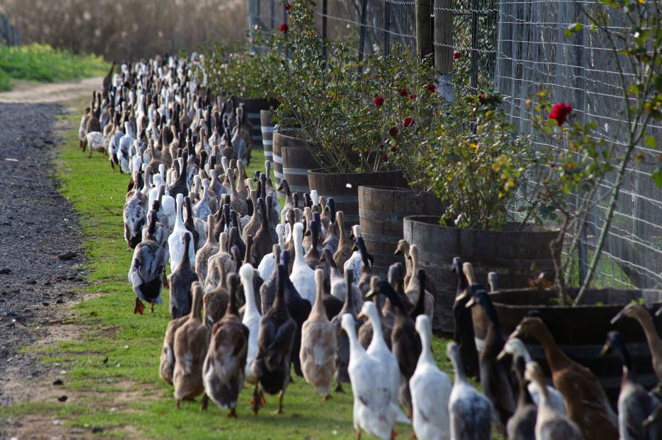 Today, the winery "employs" some 1,600 Indian Runner ducks -- a flightless species with a peculiarly upright stance and highly developed sense of smell. As ducks cruise around the vineyard grounds, they eat pests such as snails, fertilizing the ground as they go.