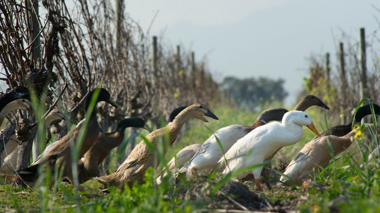 The winery's Indian runner ducks patrol for pests in the vineyard.