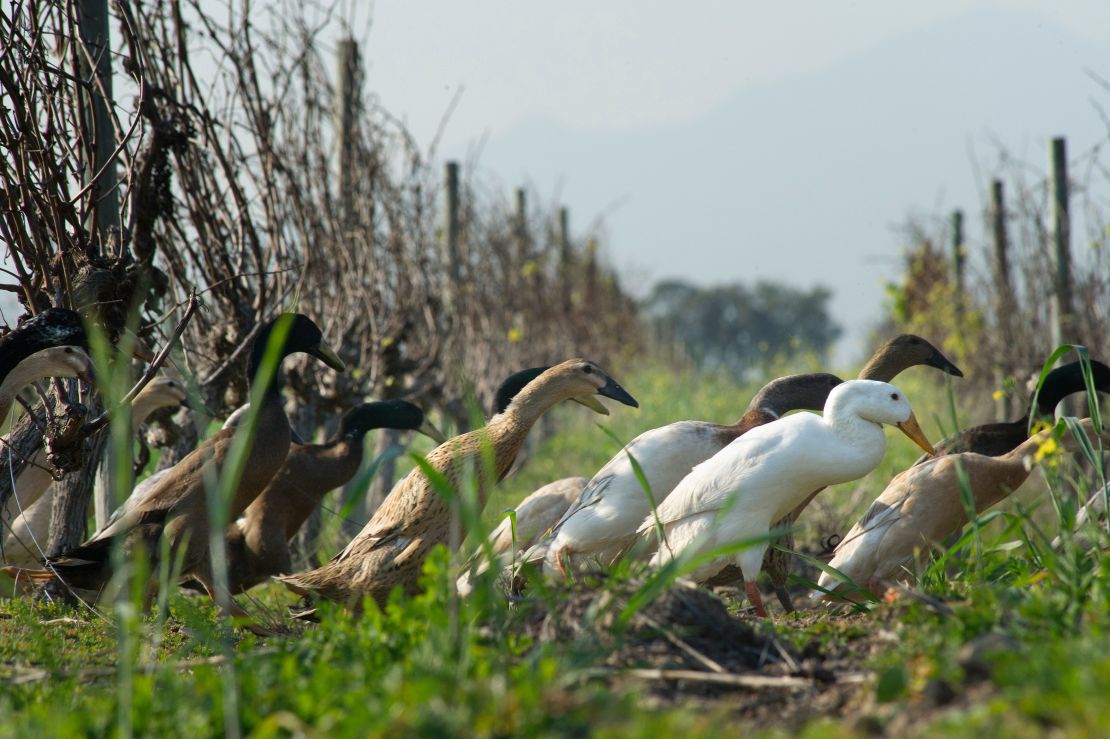 The winery's Indian runner ducks patrol for pests in the vineyard.