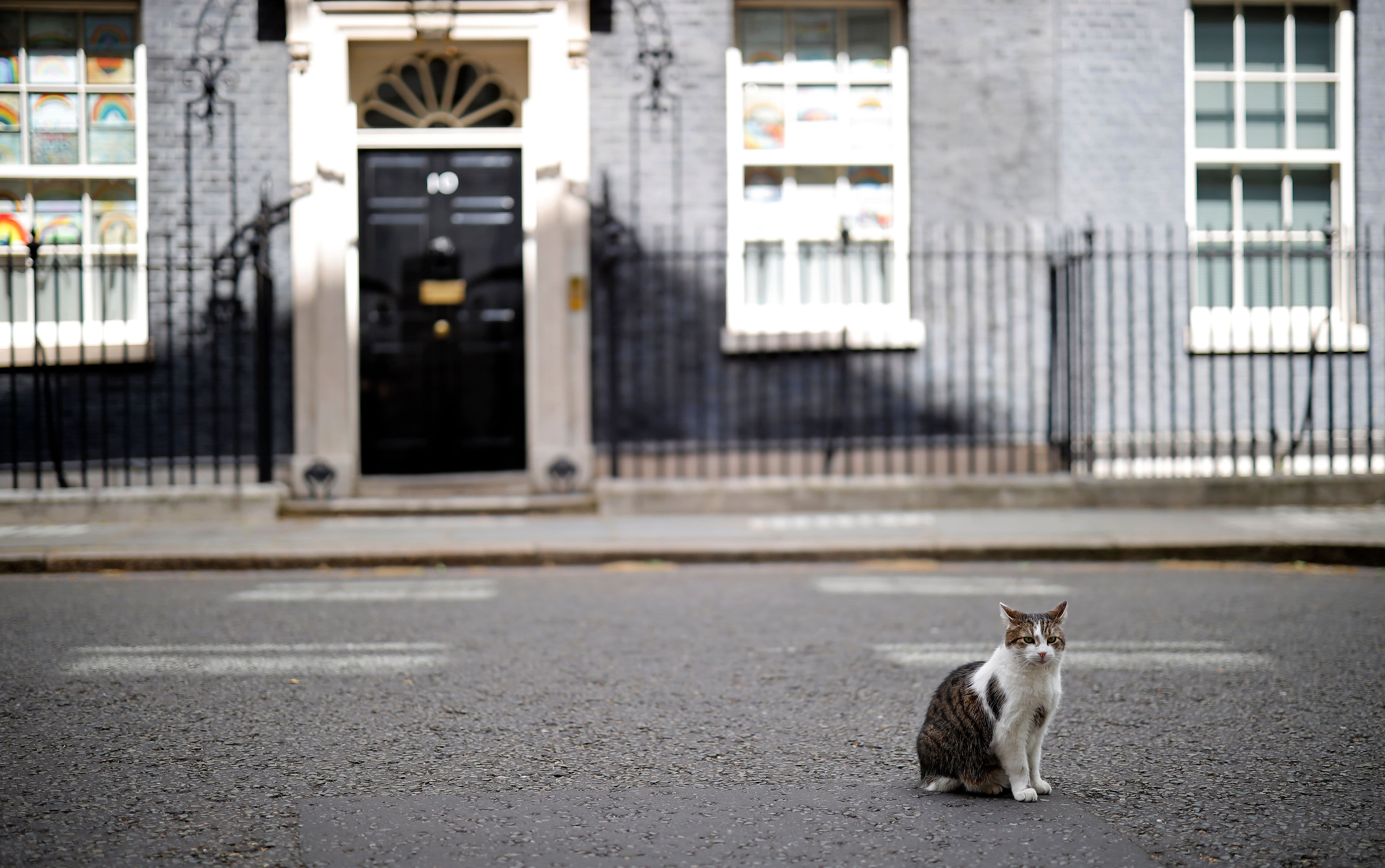 At 10 Downing Street, you'll find the prime minister of Britain and also Larry the cat, pictured here in 2020. Larry has resided at the famed address since February 2011.  Impervious to cabinet reshuffles and political upheavals, he holds the official title of "<a href="index.php?page=&url=https%3A%2F%2Fwww.gov.uk%2Fgovernment%2Fhistory%2F10-downing-street%23larry-chief-mouser" target="_blank" target="_blank">Chief Mouser to the Cabinet Office</a>" and is tasked with keeping rodents away.