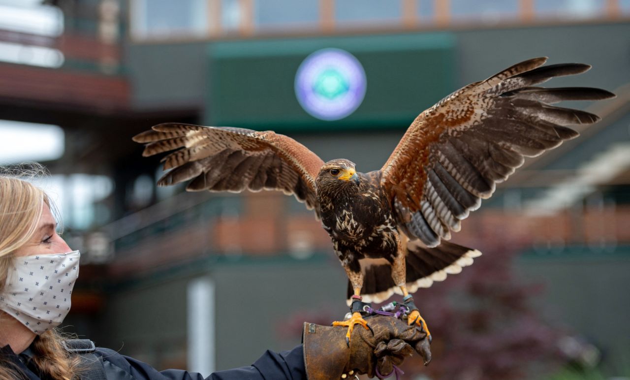 The All England Tennis Club, which hosts The Wimbledon Championships, is one of the hallowed grounds of tennis. The Hawk-Eye system is used to track the ball during matches -- but it's not the only additional set of aerial eyeballs. Hawks, like Hamish (pictured), are employed to chase pigeons away from the famed grass courts.