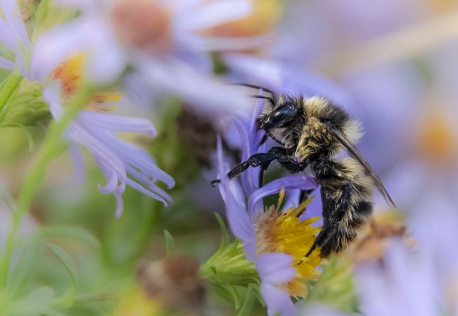 Since the 1930s, <a href="https://www.kew.org/read-and-watch/meadows-matter#:~:text=Wild%20flower%20meadows%20are%20one,on%20the%20food%20we%20eat." target="_blank" target="_blank">97% of the UK's wildflower meadows</a> have been lost to farmlands and urban development, leading to drastic declines of insect populations and species such as the scabious bee, which relies on woodlands with <a href="https://cdn.buglife.org.uk/2019/08/Small-scabious-mining-bee-Andrena-marginata-Final-updated.pdf" target="_blank" target="_blank">an abundance of devil's-bit scabious flowers for its habitat</a>. 