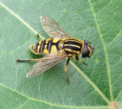 Over the course of a decade, Buglife mapped out 1,500 wildflower-rich meadows across the UK and launched the B-lines map in March 2021. The initiative hopes to fill in the gaps between these meadows with wildflower habitats, so that insects like this migrant species, the Tiger hoverfly, can have regular pit stops to refuel.