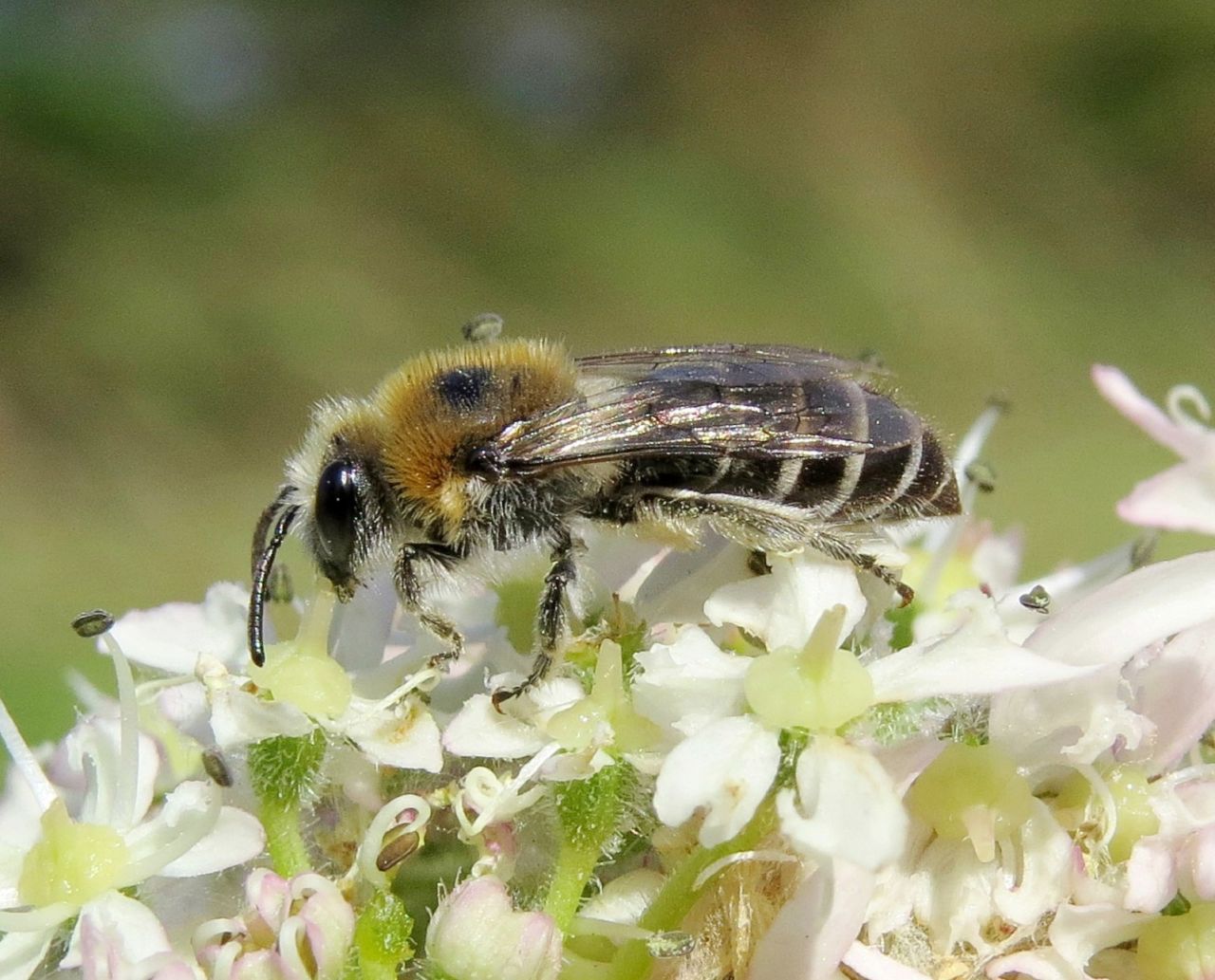 The B-lines network aims for each wildflower-rich stepping stone to be no further than 300 meters apart from the next. This is the average commuting distance of a solitary bee, such as the northern collete pictured.