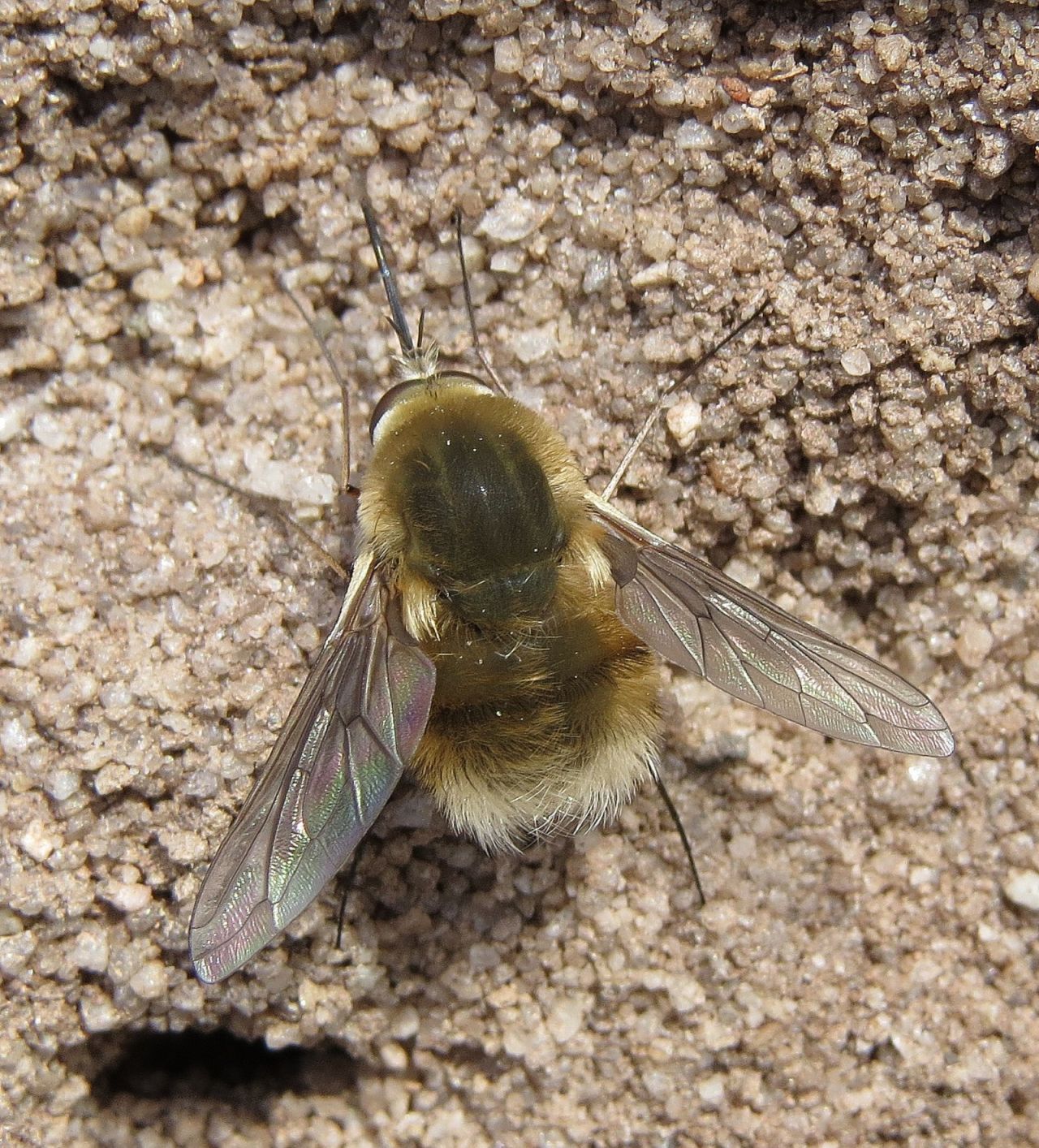 The heath bee-fly is a vulnerable species that can be found <a href="https://naturebftb.co.uk/wp-content/uploads/2020/05/Heath-Bee-fly.pdf" target="_blank" target="_blank">sucking up nectar on flower-rich habitats adjacent to heathland</a>.