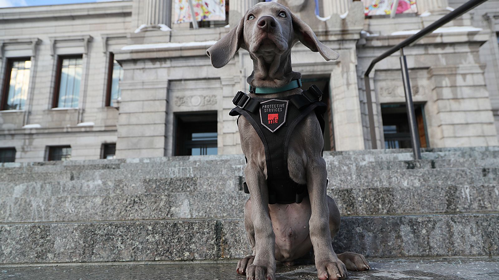 The Museum of Fine Arts in Boston, Massachusetts, also relies on the help of a four-legged friend. Pictured here in 2018 when he was 12 weeks old, <a href="index.php?page=&url=https%3A%2F%2Fwww.mfa.org%2Fabout%2Friley-the-museum-dog" target="_blank" target="_blank">Riley the Weimaraner </a>has been trained to detect everything from security threats to moths and other pests that pose a danger to the museum's collection.