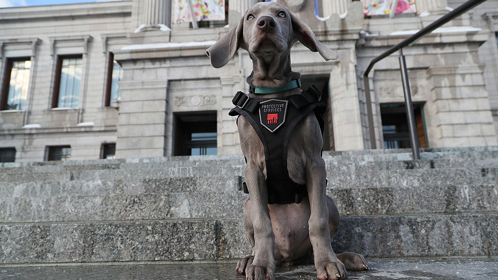 The Museum of Fine Arts in Boston, Massachusetts, also relies on the help of a four-legged friend. Pictured here in 2018 when he was 12 weeks old, <a  target="_blank" target="_blank">Riley the Weimaraner </a>has been trained to detect everything from security threats to moths and other pests that pose a danger to the museum's collection.