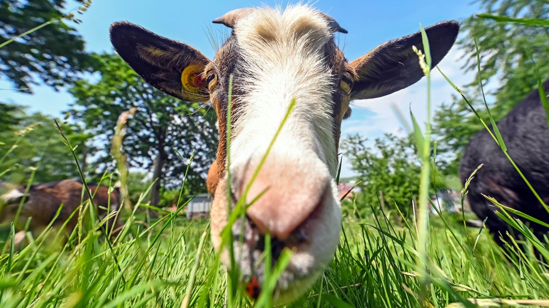 In the Baden-Baden district of southwestern Germany, herds of dwarf goats like this one are Mother Nature's lawn mowers -- eating grass, hedges and bushes.