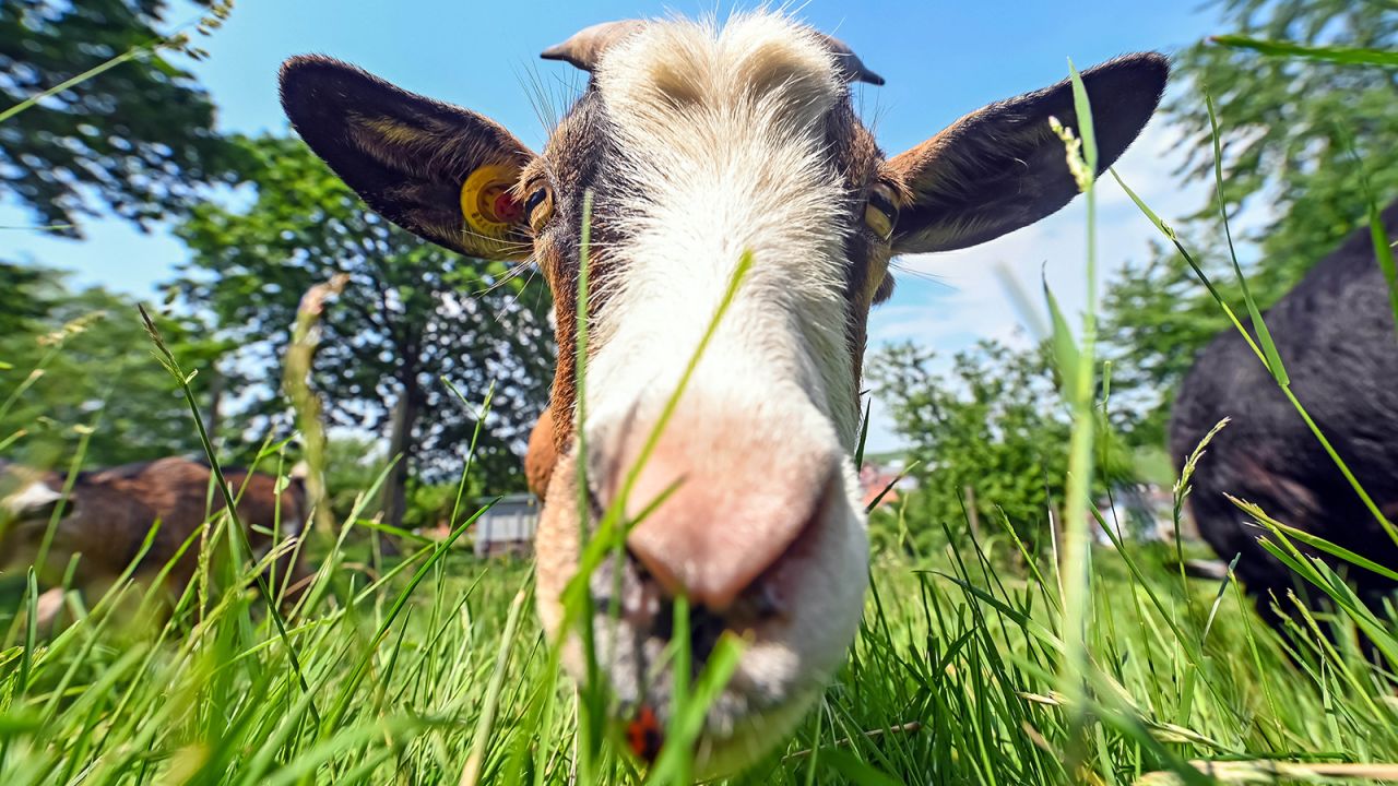In the Baden-Baden district of southwestern Germany, herds of dwarf goats like this one are Mother Nature's lawn mowers -- eating grass, hedges and bushes.