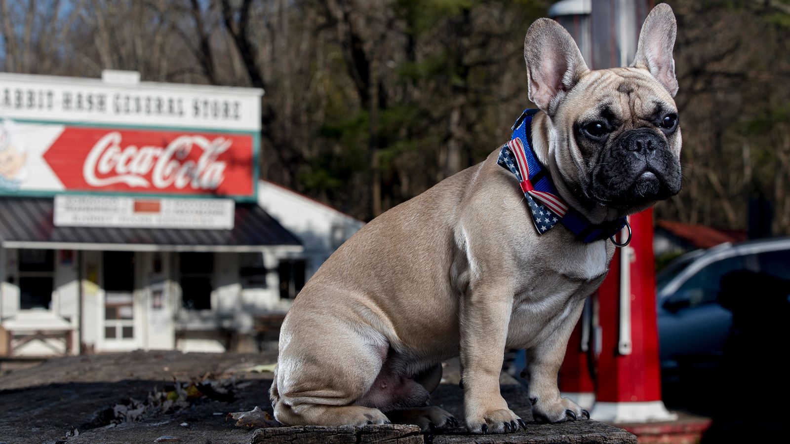 Animal royalty reaches a new level with elected dog mayors in some small US towns including Wilbur, a French bulldog, posing here for a portrait in November 2020. He's the latest mayoral dog in Rabbit Hash, Kentucky -- which has been electing canines since <a href="index.php?page=&url=https%3A%2F%2Fwww.cincinnati.com%2Fstory%2Fnews%2F2021%2F01%2F01%2Frabbit-hash-dog-mayor-wilbur-french-bulldog%2F6161577002%2F" target="_blank" target="_blank">1998</a>.