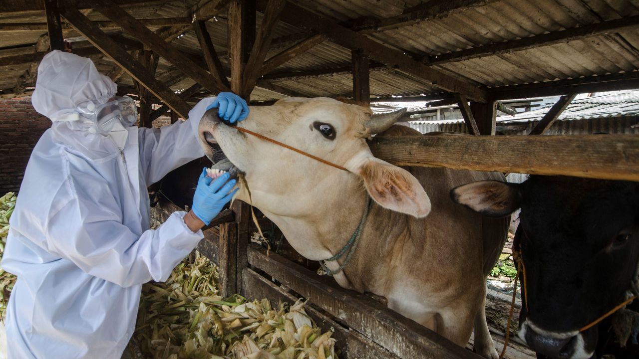An Animal Health Center staff member checks a cow in Bandung, West Java, Indonesia, May 17, 2022.