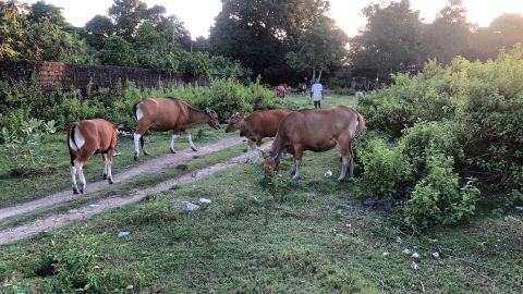 Cows wander the streets near tourist villas in Seminyak, a coastal town in southern Bali, on June 6, 2022.