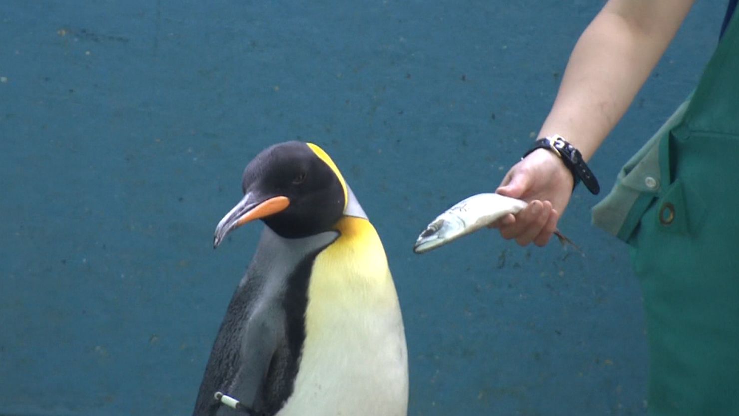 An employee at Japan's Hakone-en Aquarium waves a mackerel near a penguin, who turns away.