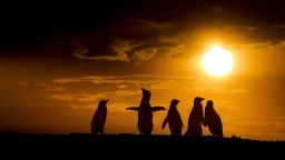 Silhouette of Magellanic penguins on the beach at sunset at El Pedral, Argentina.