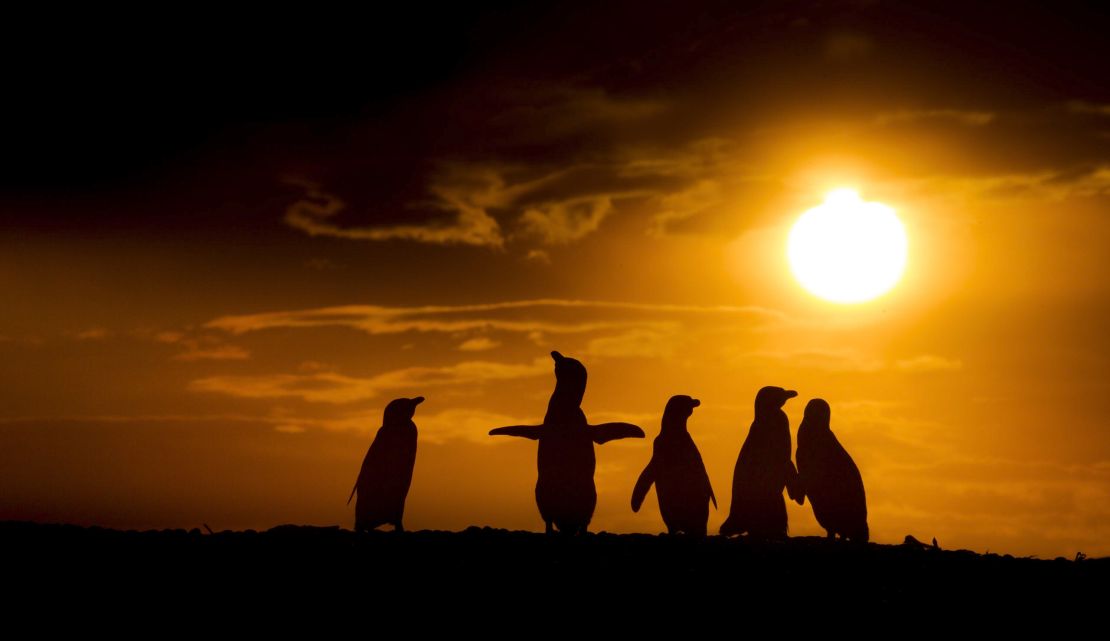 Magellanic penguins stand on the beach at sunset at El Pedral, Argentina.