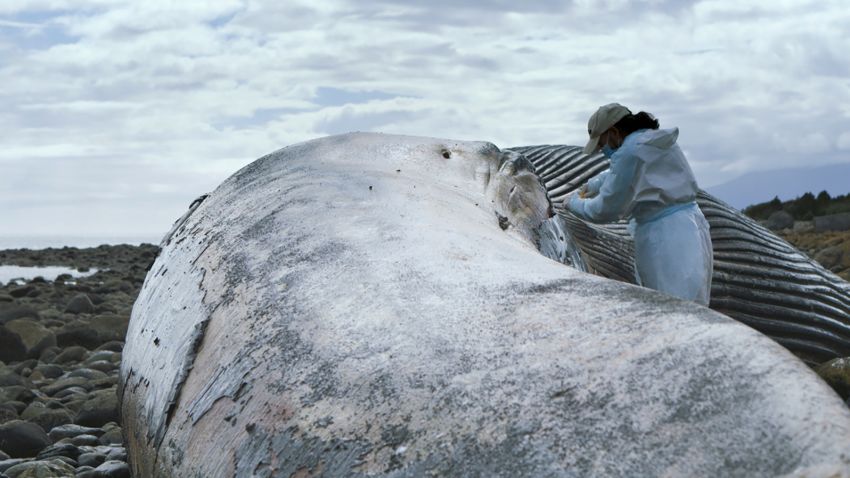 CNN Original Series "Patagonia: Life on the Edge of the World"
