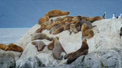 sea lions patagonia fjordlands origseriesfilms_00002511.png