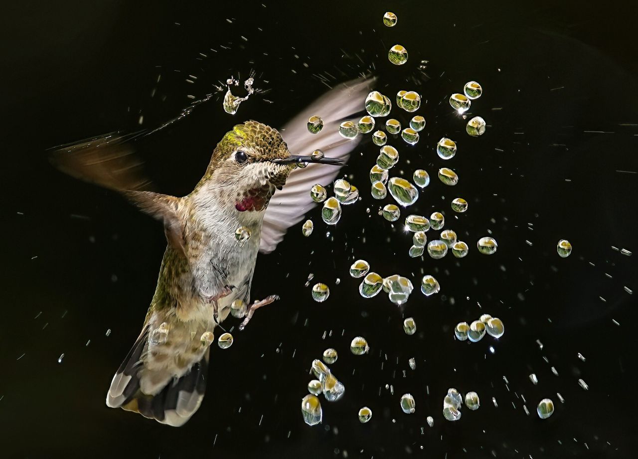 A hummingbird shakes off water from its wings after drinking from a fountain in Fremont, California, on Thursday, June 30.