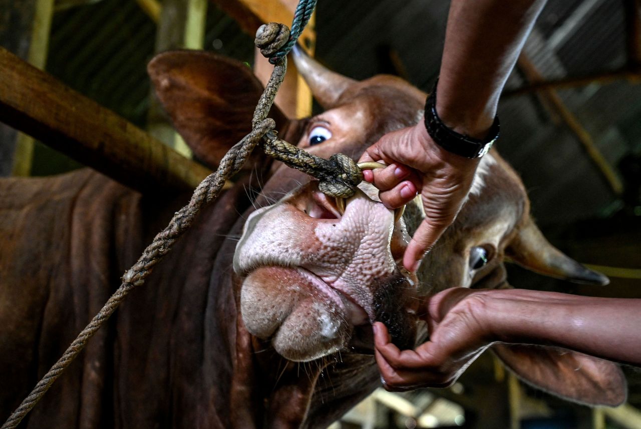 A veterinarian in Lambaro, Indonesia, inspects a cow for disease ahead of the Muslim holiday of Eid al-Adha on Thursday, July 7.