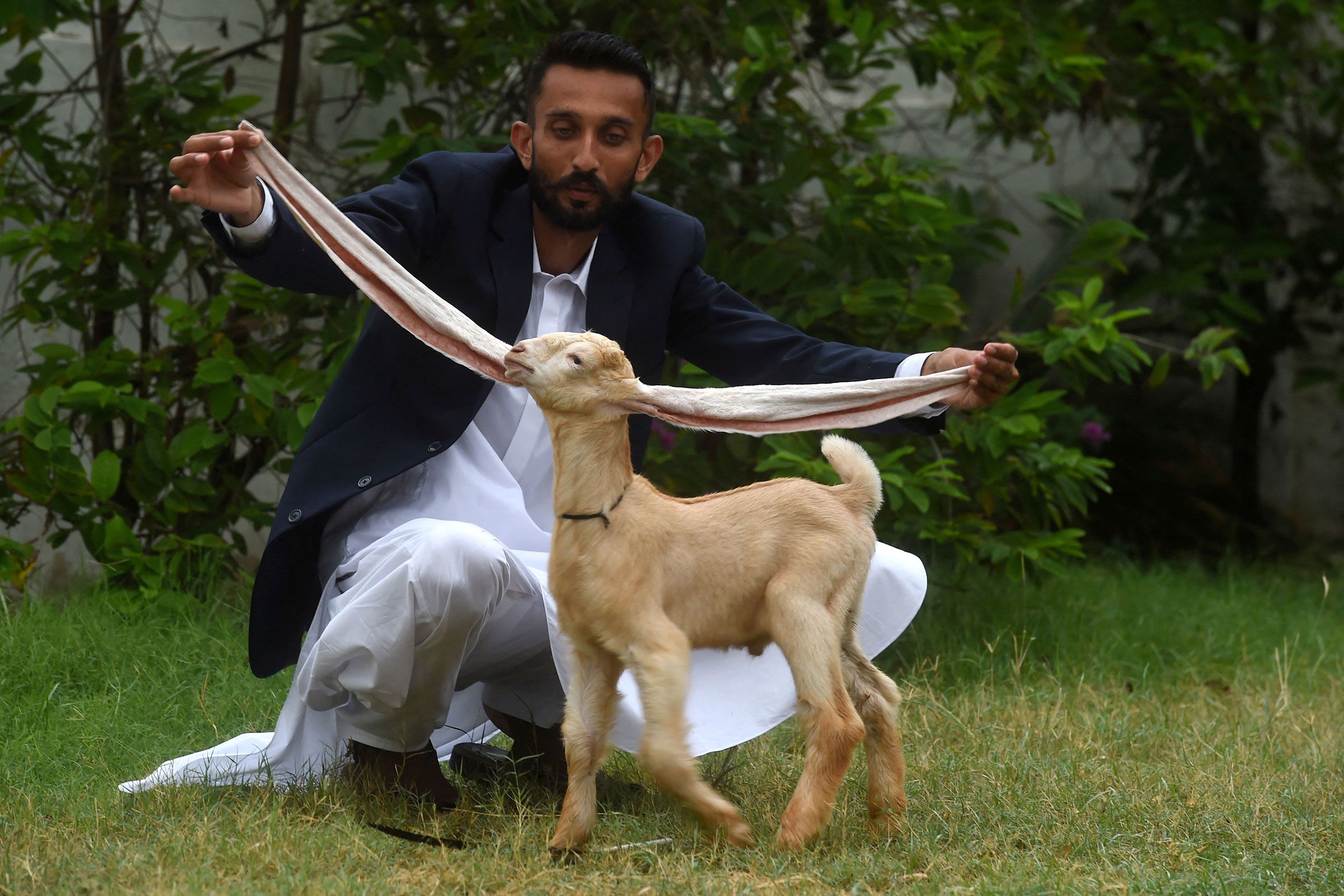 Mohammad Hasan Narejo displays the extraordinarily long ears of his kid goat Simba in Karachi, Pakistan, on Wednesday, July 6.