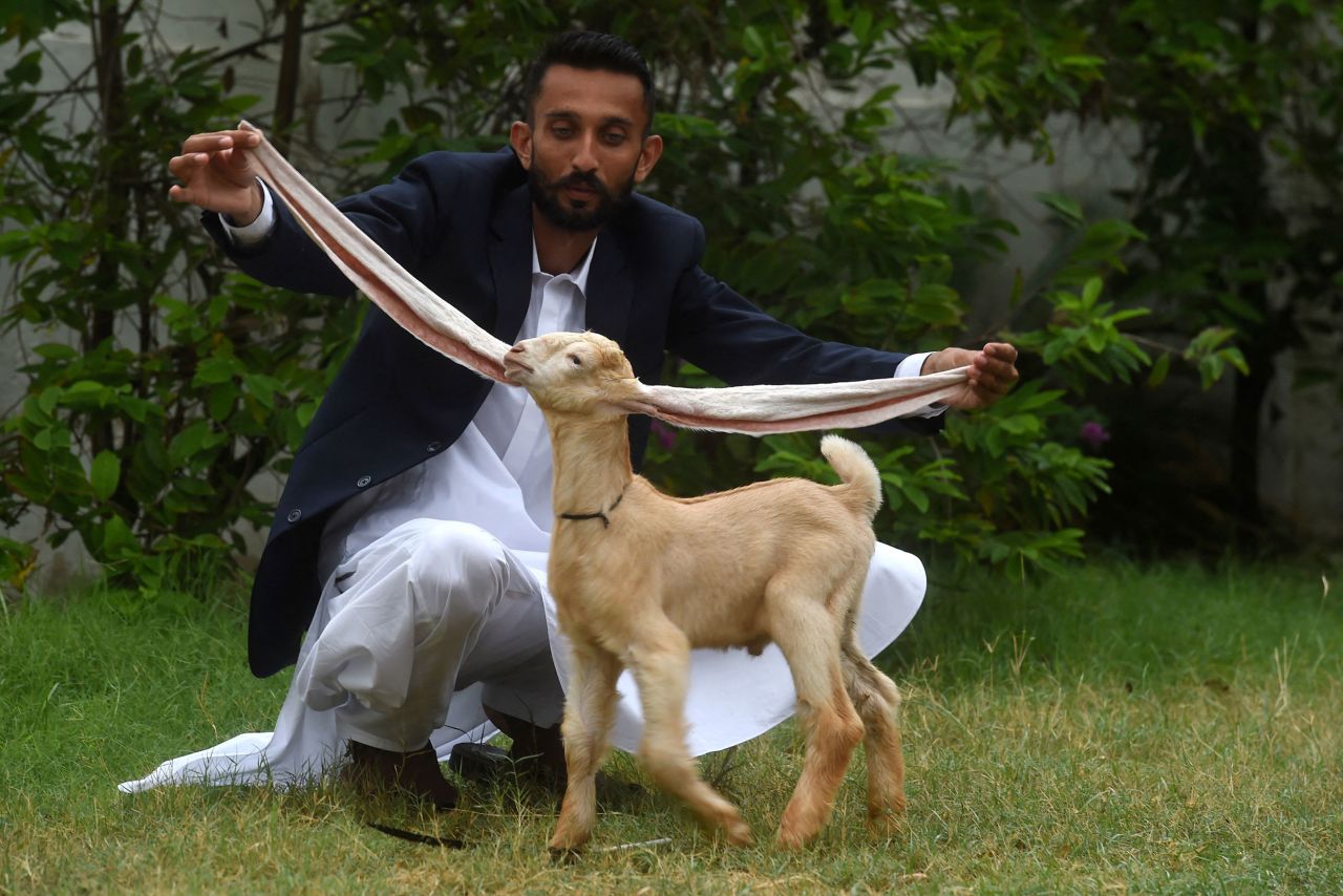 Mohammad Hasan Narejo displays the extraordinarily long ears of his kid goat Simba in Karachi, Pakistan, on Wednesday, July 6. Simba's ears have made him something of a media star in the country.