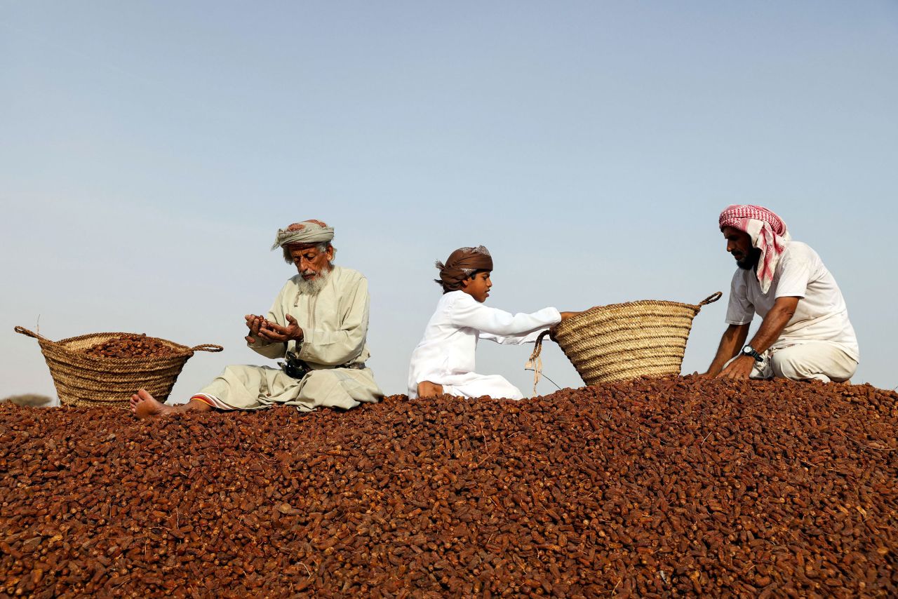 People collect dried Mabsali dates in Bidiya, Oman, on Friday, July 1.