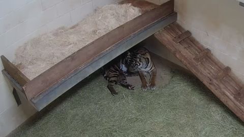 The Oklahoma City Zoo is tracking the progress of 11-year-old Lola, a Sumatran tiger that has given birth to twins.