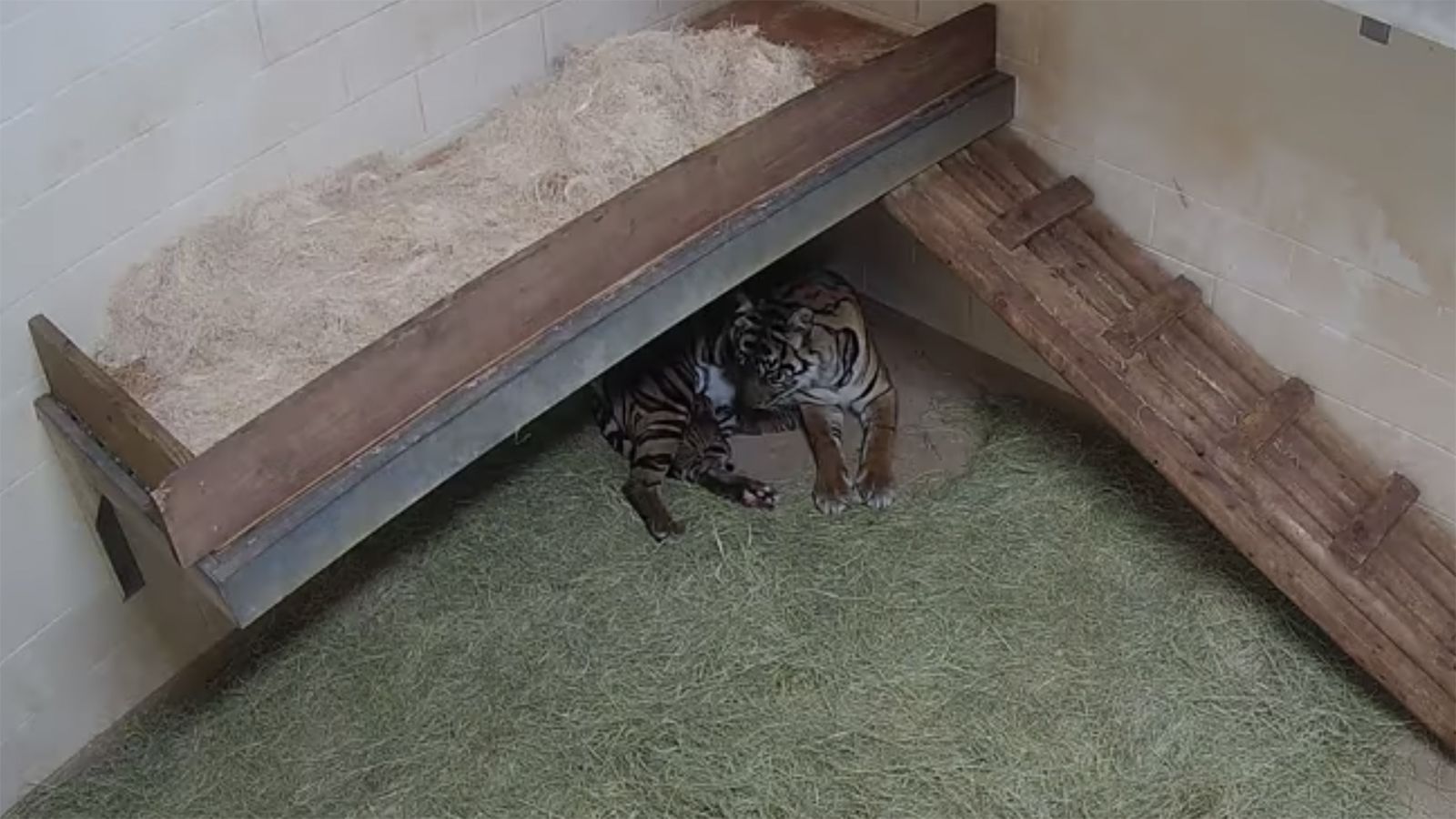 Sumatran Tiger Cubs Receive First Vet Checkup at Oklahoma City Zoo