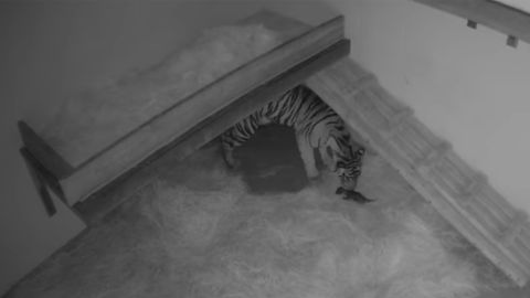 Lola, a Sumatran tiger, is captured on camera caring for her newborn twin cubs at the Oklahoma City Zoo.