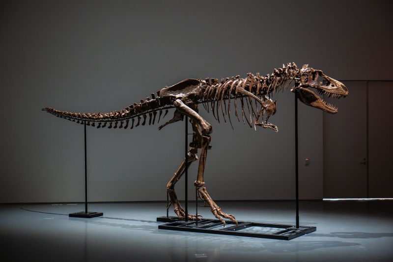 Scientists are concerned about the million dollar auction of this dinosaur skeleton CNN