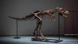 gorgosaurus fossil auction