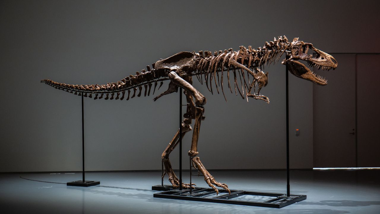 The Gorgosaurus fossil is mounted to show how the dinosaur walked on two hind legs.