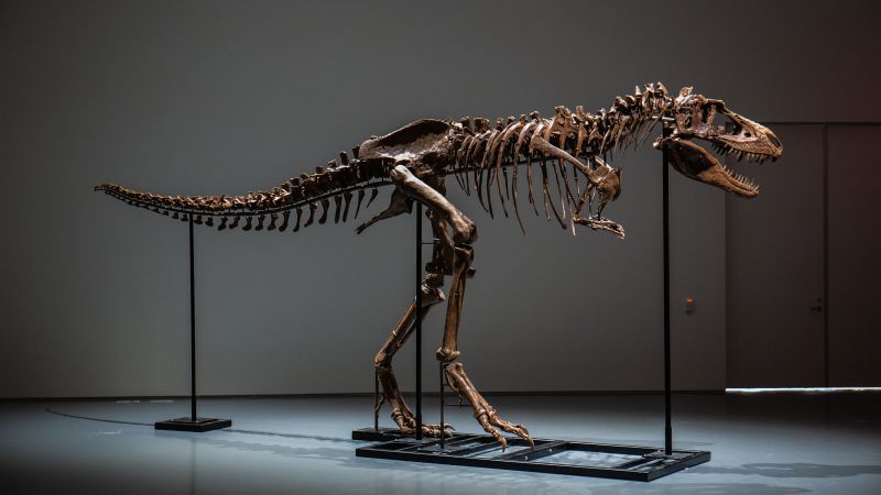 Tato obří fosilie Gorgosaura jde do aukce