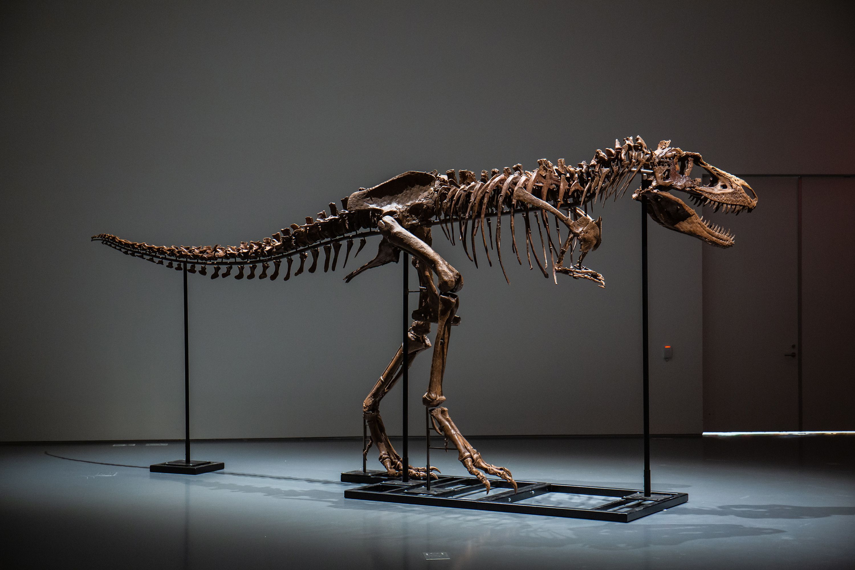 Baby T rex goes on sale on , sparking paleontologists' outcry