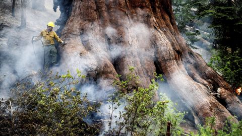 A firefighter protects a sequoia tree as the Washburn Fire burns in Mariposa Grove in Yosemite National Park, Calif., on Friday, July 8, 2022. (AP Photo/Noah Berger)